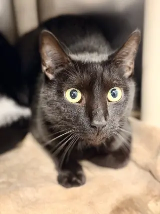 Finn