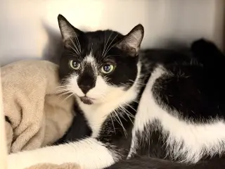 Huckleberry