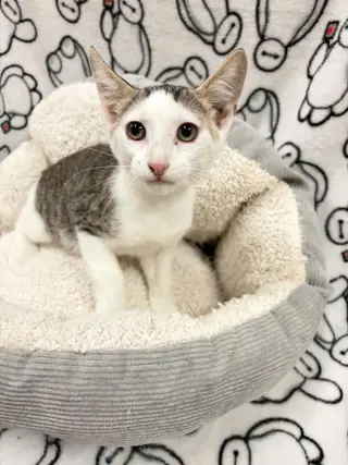 Emmett