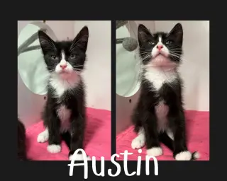 Austin