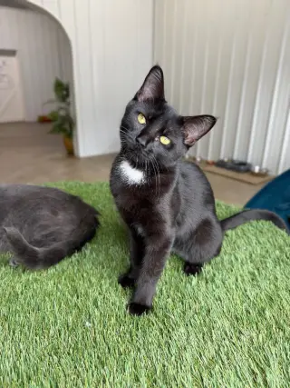 Violet