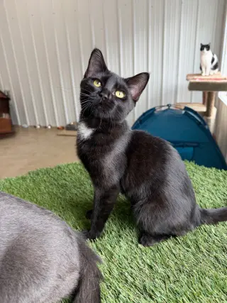 Violet