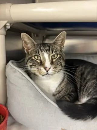 Domino