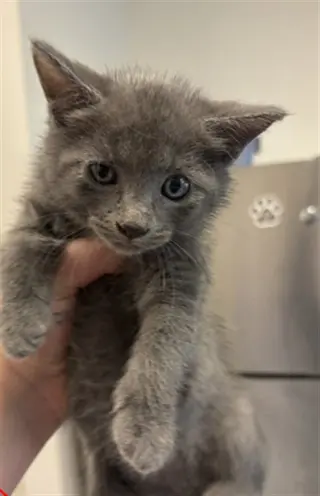 KITTEN  3