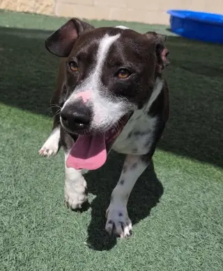 Cooper