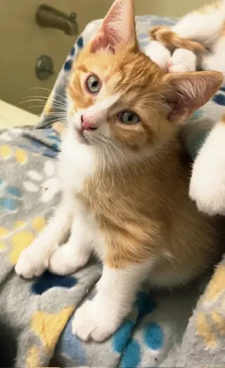 KITTEN BIEBER