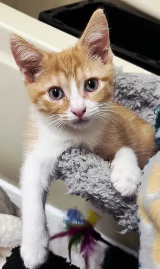 KITTEN BIEBER
