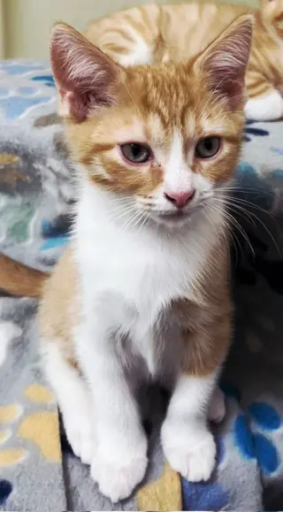 KITTEN BIEBER