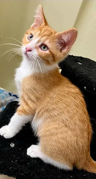 KITTEN BIEBER