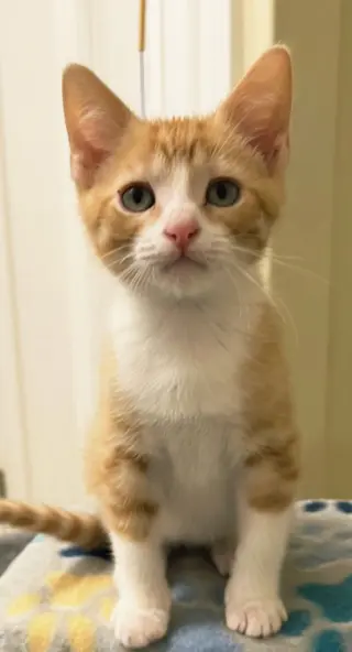 KITTEN BENSON