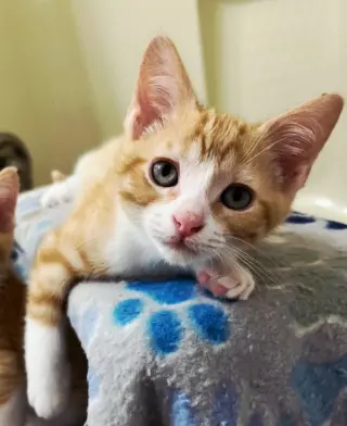 KITTEN BENSON