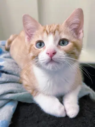 KITTEN BENSON