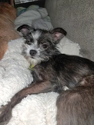 Stella