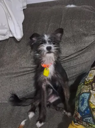 Stella