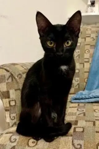 KITTEN JINX