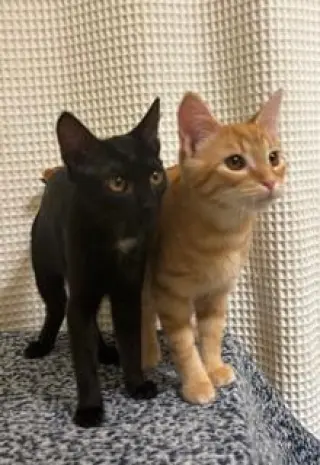 KITTEN JINX
