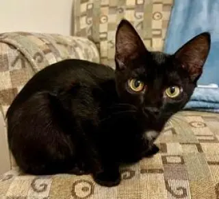 KITTEN JINX