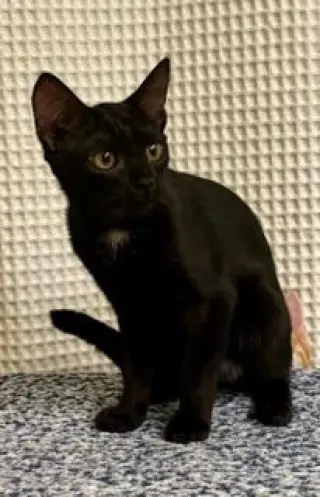 KITTEN JINX