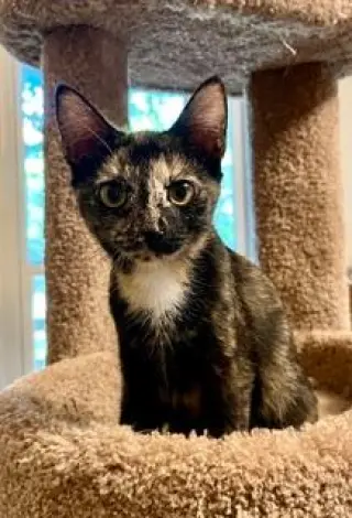 KITTEN LUCKY LADY