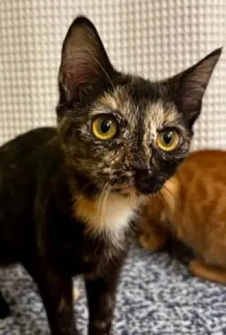 KITTEN LUCKY LADY