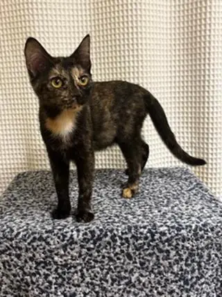 KITTEN LUCKY LADY