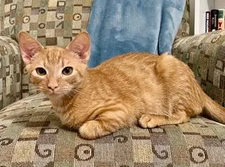 KITTEN DOBBY