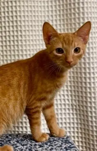 KITTEN DOBBY