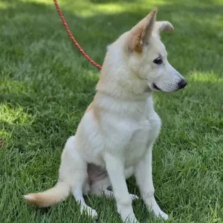 INDI