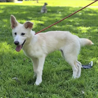 INDI