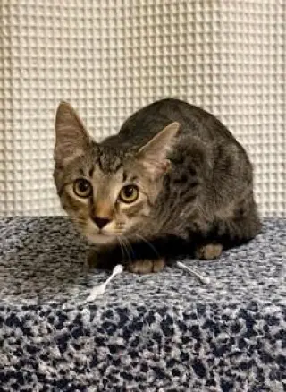 KITTEN CHIP