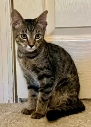 KITTEN CHIP