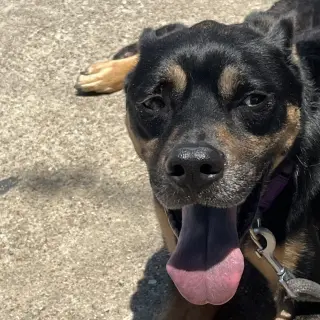 Melo