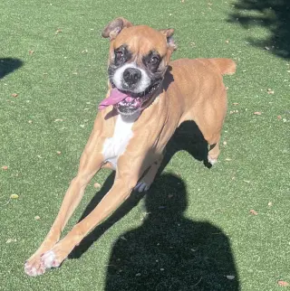 Stella