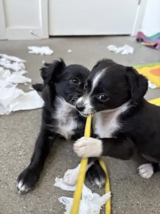 Capri