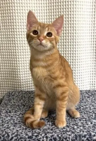 KITTEN SUNNY