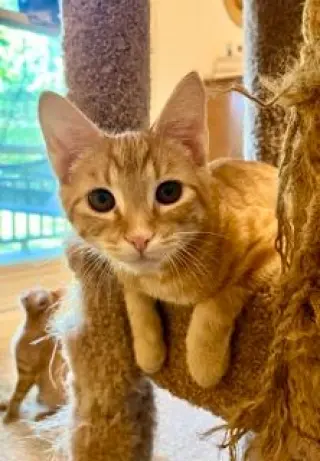 KITTEN SUNNY