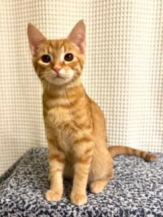 KITTEN SUNNY
