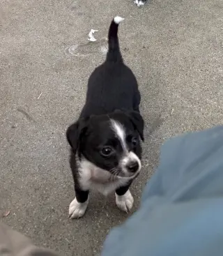 Bleu