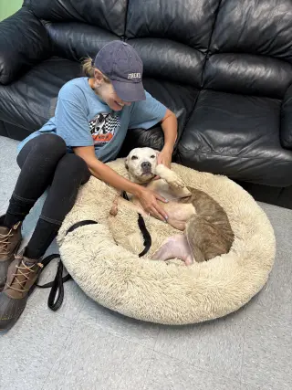 Auggie