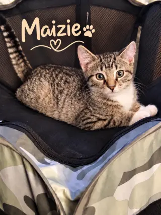 Maizie, Willow Grove Area, (FCID 06/10/2026-106)