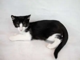 Pecan