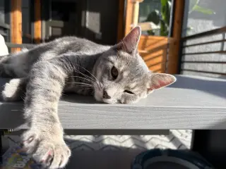 Salsa