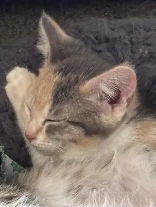 Carla