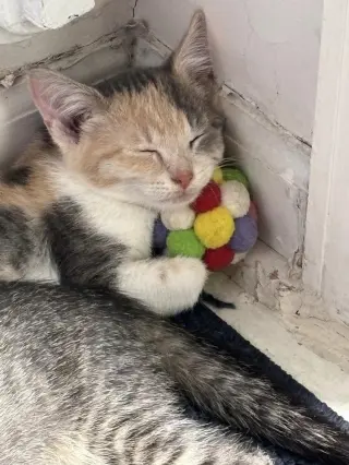 Carla
