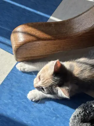 Carla