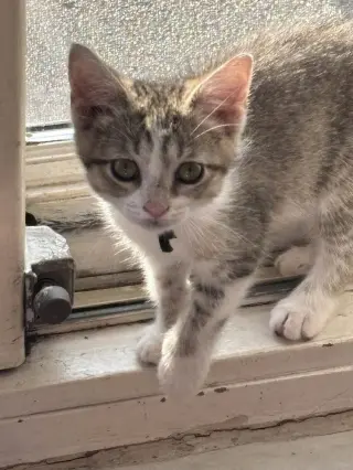 Sheena