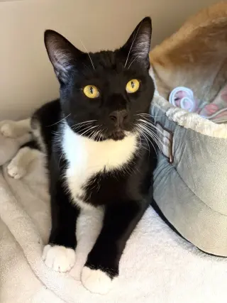 Socks