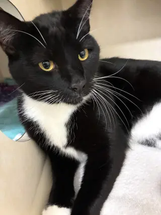 Socks