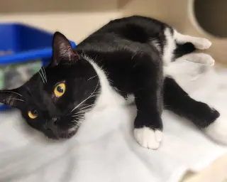 Socks