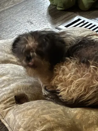 Dolly